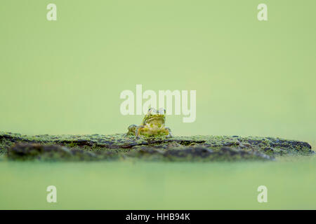 Une petite grenouille verte se repose sur un journal couvert de lentilles d'eau sur un étang vert complètement dans les nuages la lumière. Banque D'Images