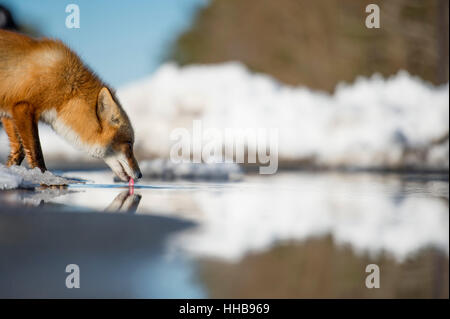 Le renard roux s'arrête pour prendre un verre sur une journée d'hiver ensoleillée. Banque D'Images