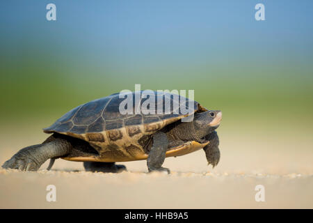 Un Diamant Retour Terrapin marche à travers un chemin de terre sur un après-midi ensoleillé. Banque D'Images