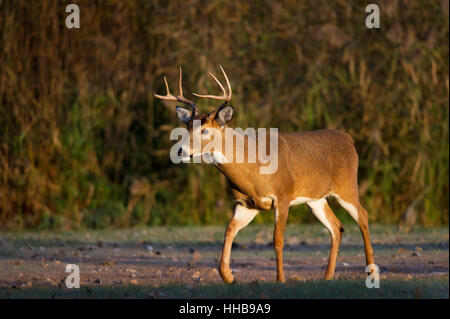 Un mâle cerf promenades à travers un champ ouvert dans le soleil matinal. Banque D'Images