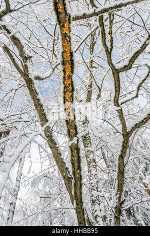 Le champignon de la direction générale de l'arbre couvert de neige Banque D'Images