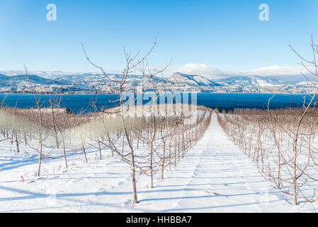 Verger, Naramata Bench, British Columbia, Canada. Banque D'Images