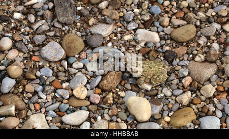 Crapaud d'Amérique camouflage sur plage de gravier peu Miami River dans l'Ohio Banque D'Images