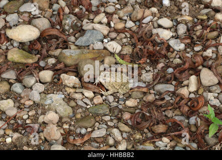 Crapaud d'Amérique camouflage sur plage de gravier peu Miami River dans l'Ohio Banque D'Images