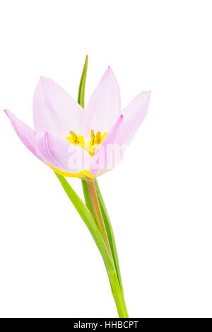 Close up Vue de côté d'espèces tulip Tulipa bakeri Lilac Wonder, isolé sur blanc. Banque D'Images