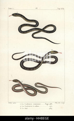 Zamenis longissimus Aesculapian snake 1, couleuvre à collier, Natrix natrix 2, et de l'Amérique du Sud, serpent étang Pseudoryx plicatilis 3. La gravure sur cuivre coloriée par Plee Jr. après une illustration par Jean-Gabriel pretre de Bernard Germain de Lacépède, Histoire naturelle des quadrupèdes ovipares, des serpents, des poissons et des cétacés, Eymery, Paris, 1825. Banque D'Images