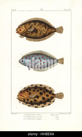 Turbot, Scophthalmus maximus, la plie Pleuronectes platessa, Européen, et chignon, Zeugopterus punctatus. La gravure sur cuivre coloriée par Albert Massard après une illustration par Jean-Gabriel pretre de Bernard Germain de Lacépède, Histoire naturelle des quadrupèdes ovipares, des serpents, des poissons et des cétacés, Eymery, Paris, 1825. Banque D'Images