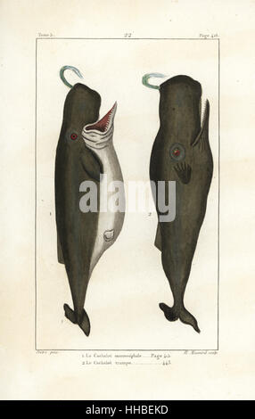 Cachalot, baleine ou cachalot trump, Physeter macrocephalus (vulnérable). La gravure sur cuivre coloriée par Albert Massard après une illustration par Jean-Gabriel pretre de Bernard Germain de Lacépède, Histoire naturelle des quadrupèdes ovipares, des serpents, des poissons et des cétacés, Eymery, Paris, 1825. Banque D'Images