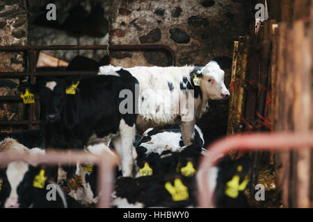 Une grange remplie d'une grande entendu de vaches laitières dans le Wisconsin. Banque D'Images