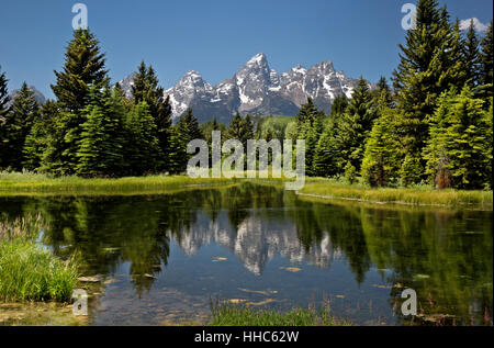 WYOMING - les Tetons se reflétant dans un étang de castors sur la Snake River à l'atterrissage à Schwabacher Parc National de Grand Teton. Banque D'Images