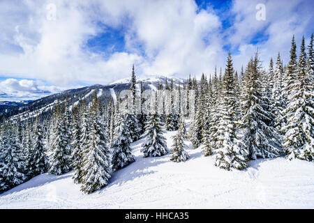 Paysage d'hiver avec la neige a couvert de pins en haute montagne sur les pentes de ski, dans les hautes terres de Shuswap, centre de la Colombie-Britannique, Canada Banque D'Images