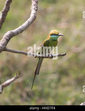 Green bee-eater resting on tree branch, avec fond d'herbe floue, Goa, Inde Banque D'Images