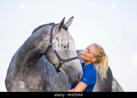 Cheval de Hanovre. Femme avec lissage étalon gris. Pays-bas Banque D'Images