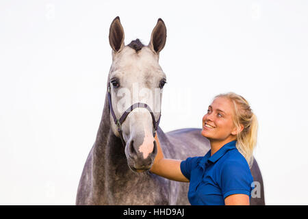 Cheval de Hanovre. Femme avec lissage étalon gris. Pays-bas Banque D'Images