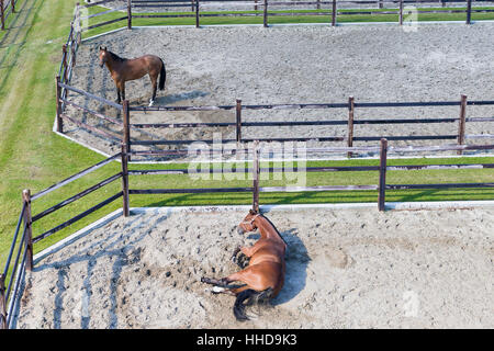 Cheval domestique. Chevaux en paddocks sable, vu de dessus. Pays-bas Banque D'Images