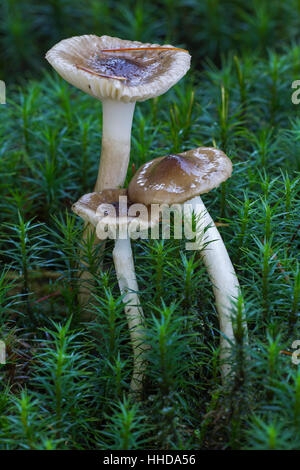 Cire d'olive Hygrophorus olivaceoalbus (PAC) entre mousse polytric), Allemagne Banque D'Images