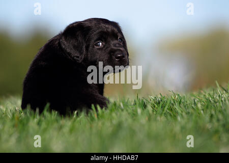 Labrador Retriever. Chiot noir (5 semaines) assis dans l'herbe. Allemagne Banque D'Images