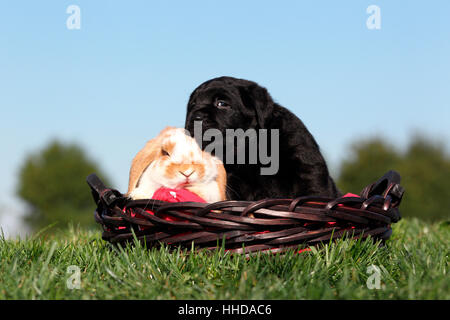 Labrador Retriever. Chiot noir (5 semaines) et Bélier Nain-eared lapin dans un panier en osier. Allemagne Banque D'Images