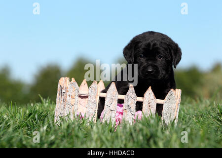 Labrador Retriever. Chiot noir assis derrière une petite clôture. Allemagne Banque D'Images