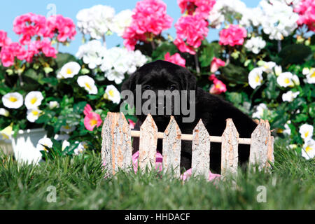 Labrador Retriever. Chiot noir assis derrière une petite clôture, en face de fleurs. Allemagne Banque D'Images