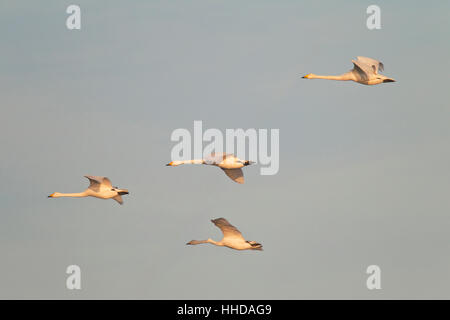Cygne chanteur (Cygnus cygnus), les adultes au cours de vol l'oiseau mogration, Schleswig-Holstein, Allemagne Banque D'Images