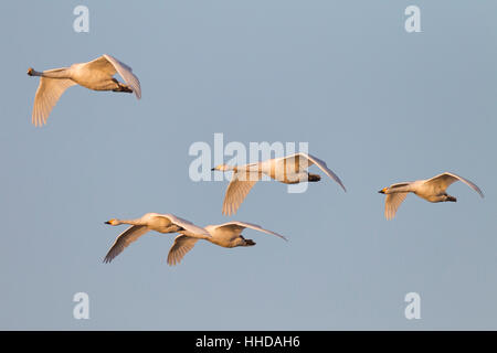 Cygne chanteur (Cygnus cygnus), les adultes au cours de vol l'oiseau mogration, Schleswig-Holstein, Allemagne Banque D'Images