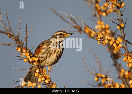 Redwing (Turdus iliacus) se nourrissant de l'argousier (Hippophae rhamnoides), Allemagne Banque D'Images