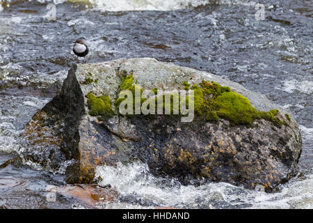 Balancier ( Cinclus cinclus) se tient sur son tremplin sur un rocher en s'écoulant rapidement creek, Suède Banque D'Images