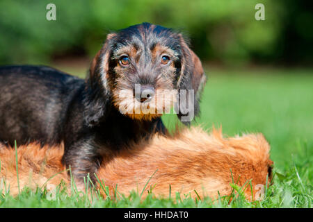 Teckel à poil dur. Chiot allongé sur une peau de renard. Allemagne Banque D'Images