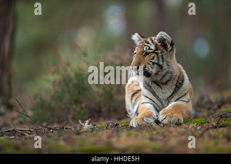 Tigre du Bengale Royal / Koenigstiger ( Panthera tigris ), mensonge, reposant sur le sol d'une forêt, regardant de côté, vue frontale. Banque D'Images