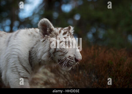 Tigre du Bengale Royal / Koenigstiger ( Panthera tigris ), forme blanche, close-up, portrait, détaillée Vue de côté, les yeux du tigre. Banque D'Images