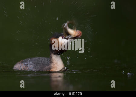 Grèbe huppé (Podiceps cristatus ) avec les proies, attrapé un poisson, tuant / shaking a bass, dynamique tourné, low point de vue. Banque D'Images