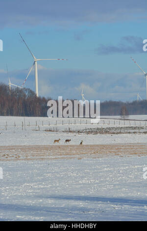 Champ d'hiver de turbines et de chevreuil Banque D'Images