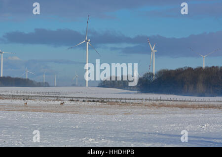 Champ d'hiver de turbines et de chevreuil Banque D'Images