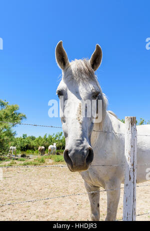 Cheval de Camargue se penche au-dessus d'une clôture dans le Parc Naturel Régional de Camargue dans le Delta du Rhône, dans le sud de la France Banque D'Images