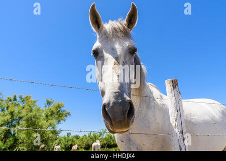 Cheval de Camargue se penche au-dessus d'une clôture dans le Parc Naturel Régional de Camargue dans le Delta du Rhône, dans le sud de la France Banque D'Images