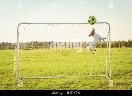 Gardien drôle de sauter et attraper le football (soccer) ball (photo effet du filtre) Banque D'Images