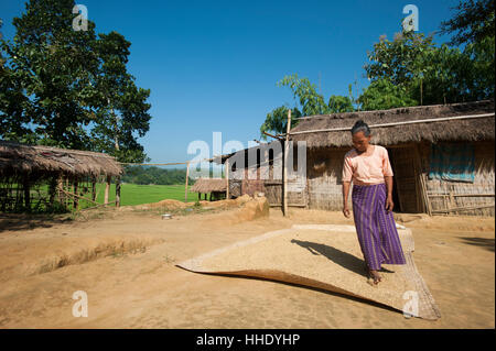 Une femme sèche du blé au soleil, Chittagong, Bangladesh Banque D'Images