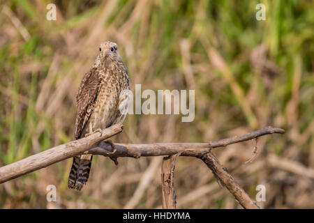 Juvenile caracara à tête jaune (Milvago chimachima), Réserve nationale de Pacaya-Samiria, Loreto, Pérou Banque D'Images