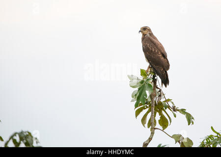 Milan des adultes (Rostrhamus sociabilis), dans la préservation de Pacaya Samiria, Loreto, Pérou Banque D'Images