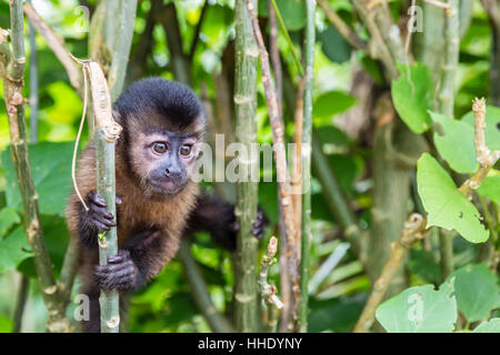 Les animaux en captivité (capucin touffetée Sapajus) apella, San Francisco Village, Loreto, Pérou Banque D'Images