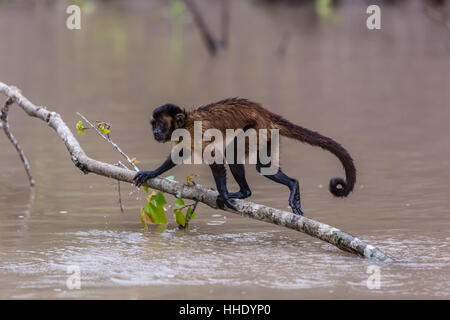 Touffetée adultes (Sapajus) capucin apella traversant la eau à San Miguel Cano, Loreto, Pérou Banque D'Images