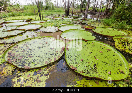 Nénuphars Victoria (Victoria Amazonica), Puerto Miguel, le haut bassin du fleuve Amazone, Loreto, Pérou Banque D'Images