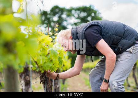 Inspecting budding grapes in a vineyard in Sussex, UK Banque D'Images