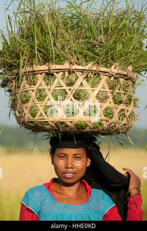 Une femme recueille des herbes dans un panier en bambou pour le riz paddy, district de Bardiya, Népal Banque D'Images