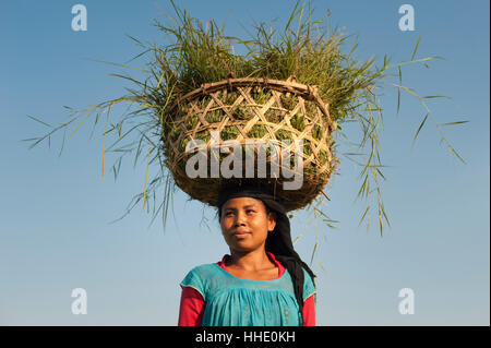 Une femme recueille des herbes dans un panier en bambou pour le riz paddy, district de Bardiya, Népal Banque D'Images