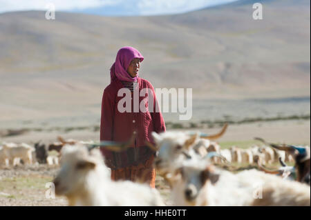 Une femme nomade rassemble son troupeau pour collecter le lait et d'extraire de la laine dans la région de l'Himalaya, le Ladakh, Inde Banque D'Images