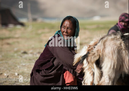 Une femme nomade recueille ses chèvres ensemble pour la traite, l'extraction de la laine et une inspection rapide de la santé, le Ladakh, Inde Banque D'Images