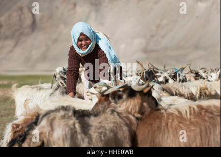 Une femme nomade recueille ses chèvres ensemble pour la traite, l'extraction de la laine et une inspection rapide de la santé, le Ladakh, Inde Banque D'Images