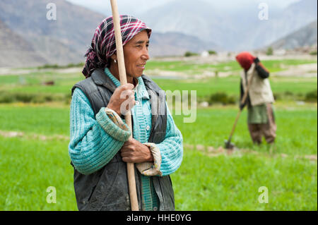 Les femmes travaillent avec des outils d'irrigation à même l'écoulement de l'eau dans leur champ de blé, le Ladakh, Inde Banque D'Images